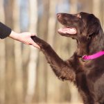 Dog Trainers to get your dogs trained – the need