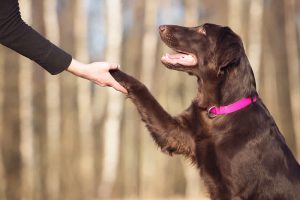 Dog Trainers to get your dogs trained – the need