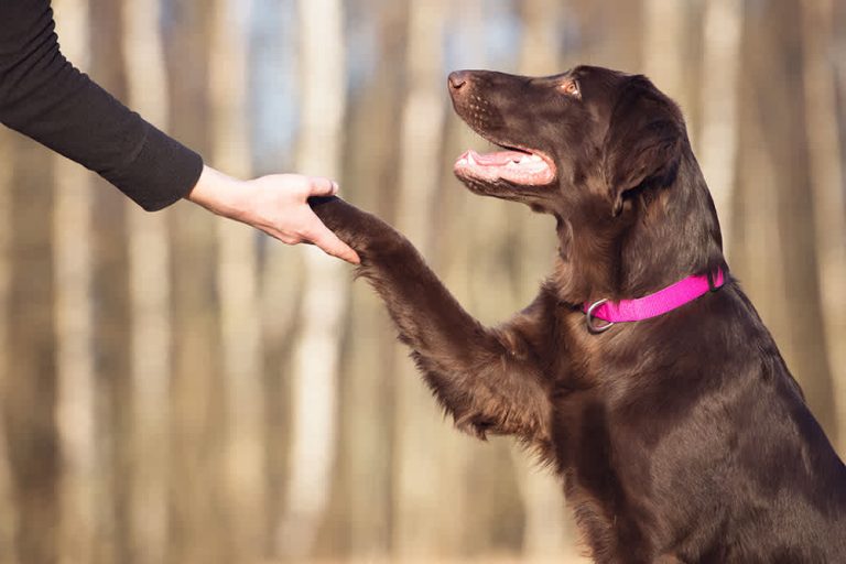 Dog Trainers to get your dogs trained – the need